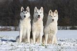 SIBERIAN HUSKY 407